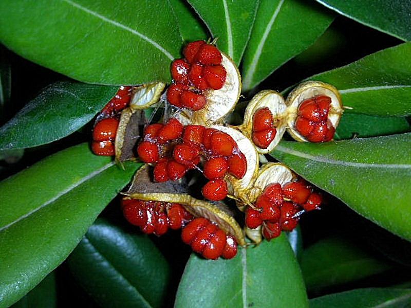 Pittosporum tobira / Pittosporo (pianta coltivata)